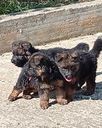 Cuccioli di pastore tedesco a pelo lungo