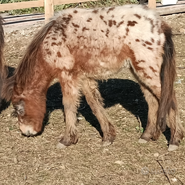 Pony falabella maschio con femmina appaloosa