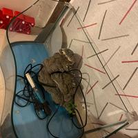 Acquario/ tartarughiera