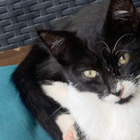 Gatto bianco e nero