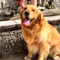 Golden retriever per monta