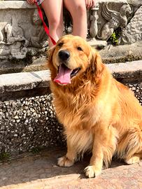 Golden retriever per monta