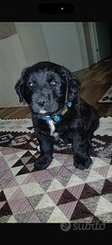 Cucciolo amstaf
