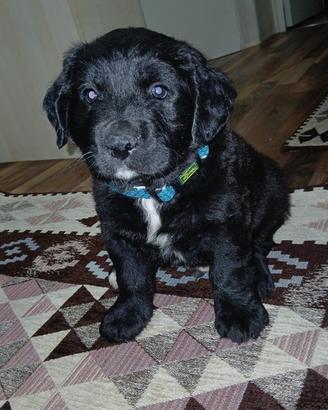Cucciolo amstaf