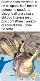 Calopsite semi svezzato