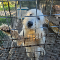 Adozione cucciolo spinone 7 mesi