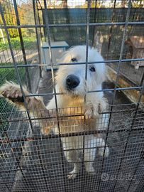 Adozione cucciolo spinone 7 mesi