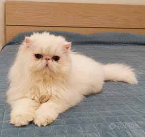 Gatto persiano bianco