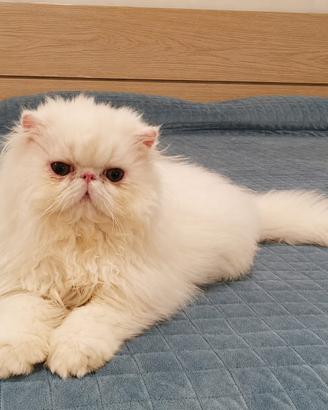 Gatto persiano bianco