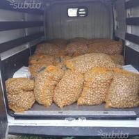 Bulbi zafferano x attivita' di coltivazione