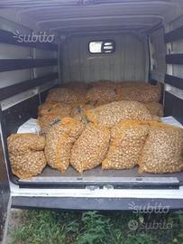 Bulbi zafferano x attivita' di coltivazione