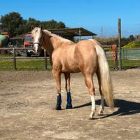 Cavalli paint palomino castrone