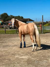 Cavalli paint palomino castrone