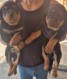 Rottweiller