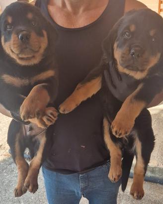 Rottweiller