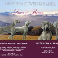 Weimaraner da allevamento ENCI FCI Greyheart