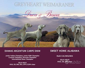 Weimaraner da allevamento ENCI FCI Greyheart