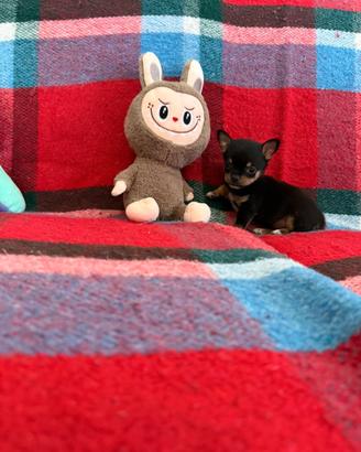 Chihuahua messicani mini toy