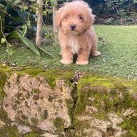 Maltipoo cucciolo
