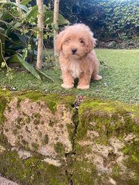 Maltipoo cucciolo