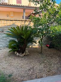 Splendida Cycas Revoluta adulta  Esemplare di gran