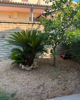 Splendida Cycas Revoluta adulta  Esemplare di gran
