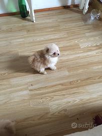 Cuccioli di Spiz pomerania