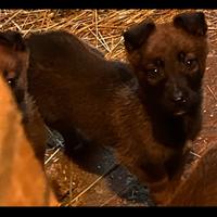 Cuccioli di pastore belga Malinois