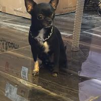 Chi chihuahua mini toy