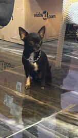 Chi chihuahua mini toy