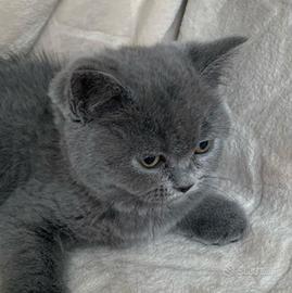 Cucciola scotish straight