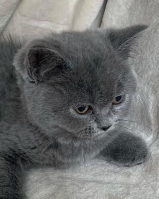 Cucciola scotish straight