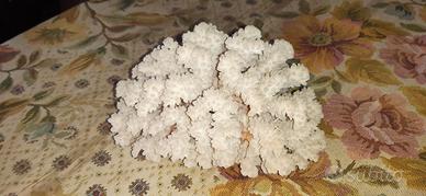 Corallo bianco naturale