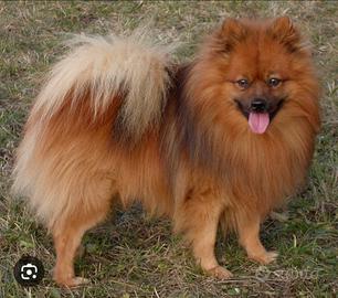 Spitz tedesco rosso focato