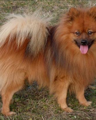 Spitz tedesco rosso focato