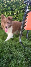 Border collie