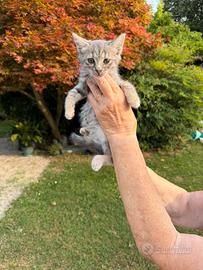 Gattina incrocio bengala X certosino