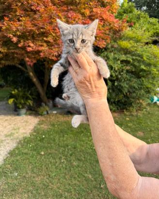 Gattina incrocio bengala X certosino