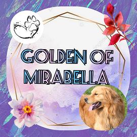 Golden retriever americano accoppiamento