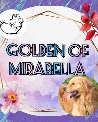 Golden retriever americano accoppiamento