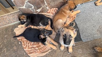 Cuccioli di pastore tedesco