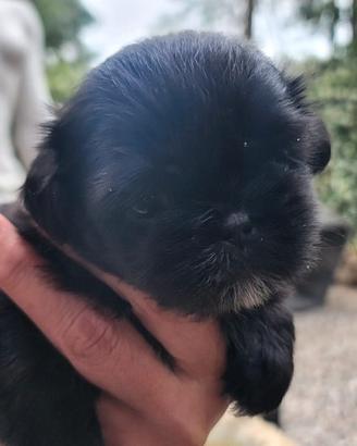 Shih tzu