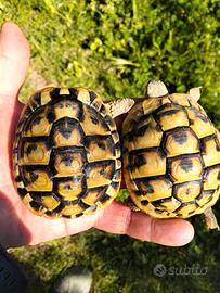 Coppia tartarughe