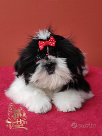 Cucciola Shihtzu con pedigree