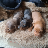 Bassotti cuccioli