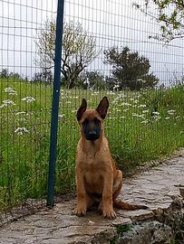 Pastore tedesco e belga Malinois