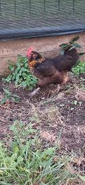 Gallina nera