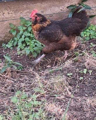 Gallina nera