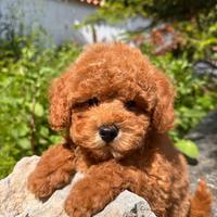 Anche a rate senza busta paga