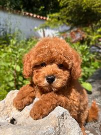 Anche a rate senza busta paga